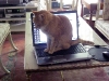 När jag kom hem från veterinären satt Frasse på laptopen. Forbjudet område för en katt!